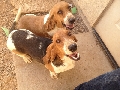 Bassett hound Puppies
